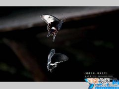 蝴蝶特点本领有哪些 蝴蝶的特点和生活特征