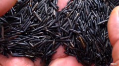 中国最好最贵的大米多少钱一斤 最贵的大米多少钱一斤