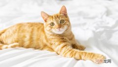 橘猫是土猫吗