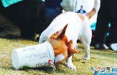 小狗可以喝酸奶吗 幼犬可以喝什么牌子的酸奶吗