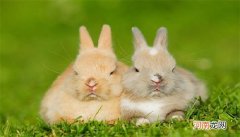 兔子的寿命有多少年