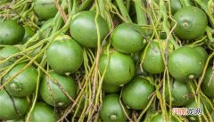 槟榔是什么东西