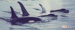 虎鲸为什么被称为流氓