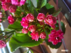 怎样让长寿花快速开花 长寿花不开花光长叶子是什么原因