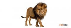 狮子属于猫科动物吗