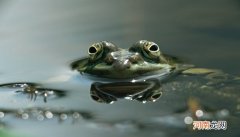 金蟾和癞蛤蟆的区别