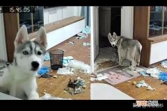 非要养狗的人是什么心态 养狗人都是极度自私的人