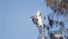 啄木鸟是益虫还是害虫