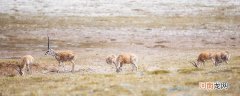 藏羚羊是几级保护动物