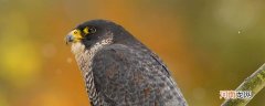 游隼是什么动物