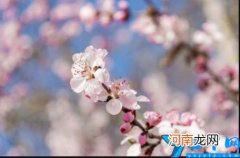 时间+门票+种类 2022北京植物园桃花节游玩指南