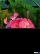 春天开的花朵图片 什么花在春天开放