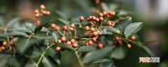 花椒叶可以吃吗 花椒叶能不能吃