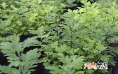 端午节的艾草和清明节的艾草一样吗