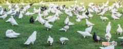 速霸龙鸽系特点 速霸龙鸽系特点是什么