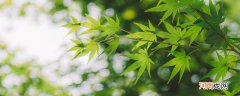 羽叶鬼针草是什么 鬼针草是什么草