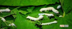 蚕吐绿水是怎么回事 蚕吐绿水的原因