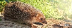 刺猬可以吃吗 刺猬可以食用吗