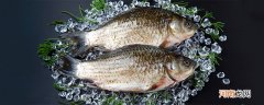 拐子鱼又称什么鱼 拐子鱼是什么鱼