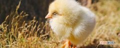 小鸡和小鸭的头有什么区别 小鸡头和小鸭头的区别