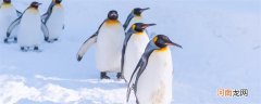 企鹅有羽毛吗 企鹅有没有羽毛