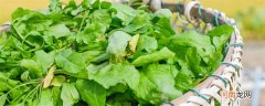 黄须菜与碱蓬菜的区别 黄须菜与碱蓬菜的区别是什么
