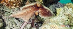章鱼有几只触手 章鱼有多少只触手