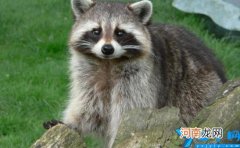 小浣熊和小熊猫的区别是什么 小熊猫和小浣熊的区别