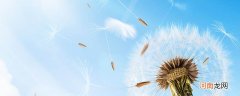 蒲公英寓意是什么意思 蒲公英有什么寓意