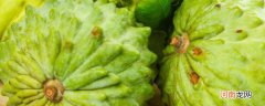 释迦果没熟可以吃吗 释迦果没熟透可以吃吗