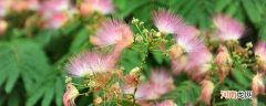 含羞草会开花吗 含羞草什么时候开花