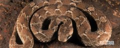 世界上最大的十种蛇 世界上最大的十种蛇有哪些