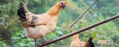 石鸡是几级保护动物 石鸡属于国家几级保护动物
