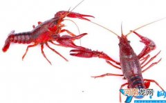 小龙虾清洗的步骤窍门与方法 小龙虾怎么处理简单又干净？