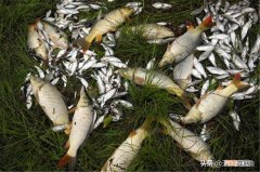 最适合野钓的3种调漂方法 野钓怎么调漂最实用