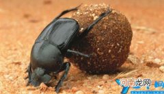 蜣螂的特点有哪些 蜣螂的种类