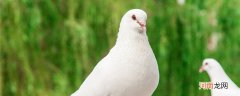 鹌鹑和鸽子的区别 鹌鹑和鸽子的区别在哪里