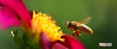 蜜蜂的习性 蜜蜂的习性有哪些