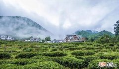 安徽有什么好茶叶 安徽名茶排行榜前十名