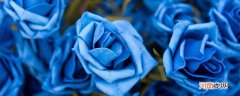 蓝色妖姬的花语是什么 蓝色妖姬的花语是啥