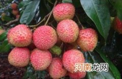 妃子笑青的能放红吗 妃子笑荔枝是绿色还是红色