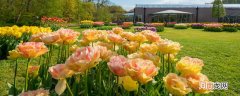 郁金香花期有多长 郁金香花期多少天