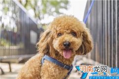 办理养狗证需要什么手续 养狗需要办什么狗证吗