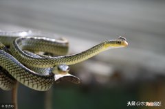 壁虎为什么也是五毒 壁虎为什么是五毒之一