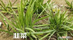 最容易种植的懒人作物 适合懒人种植的经济作物