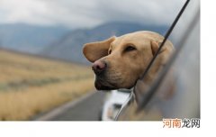 英国波音达犬性格 英国波音达犬凶吗