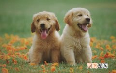 向往的生活里面的狗是什么品种呢