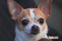 柯基是哪个国家的品种