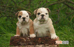 为什么不建议养英国斗牛犬