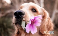 苏格兰牧羊犬的性格特点